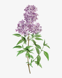 Сирень Гидролат, 100мл