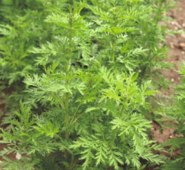 Полынь сладкая эф.масло 5мл