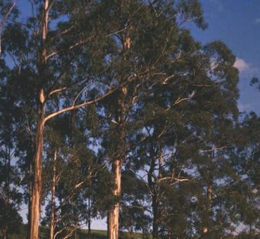 Эвкалипт австралийский эф.масло 5мл фото 2