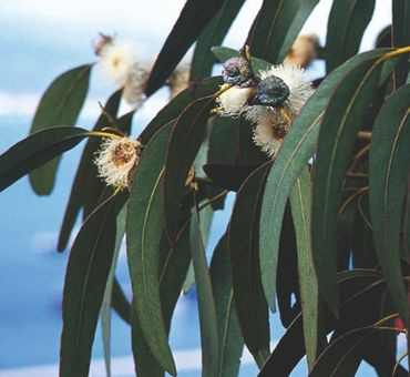 Эвкалипт австралийский эф.масло 5мл фото 4